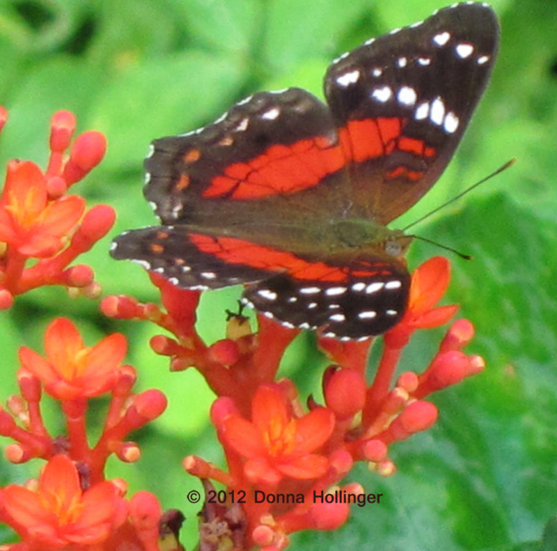 Red Peacock (Anartia amathea)