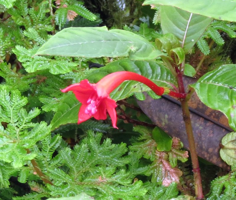 Cypress Vine Flower