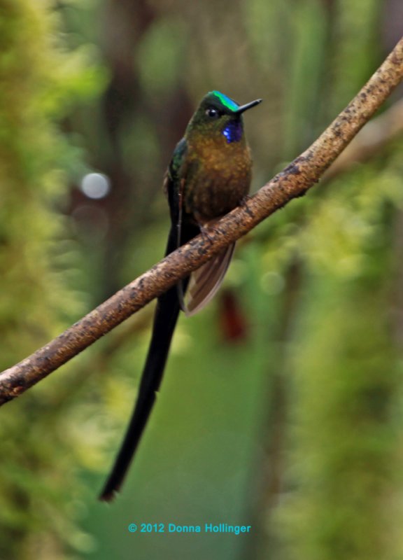 Violet -Tailed Sylph