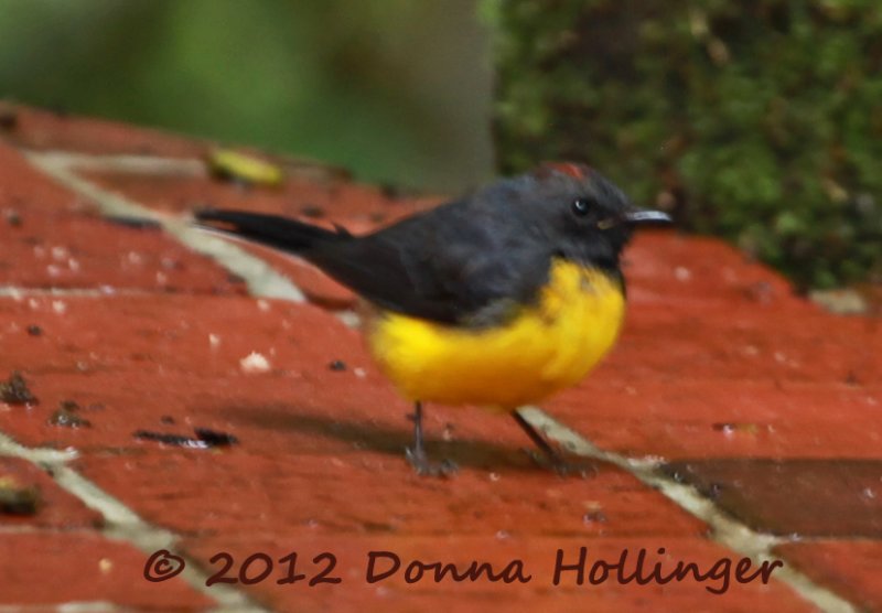 Slate-throated Whitestart