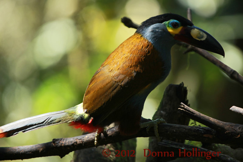 Plate-Billed Mountain Toucan