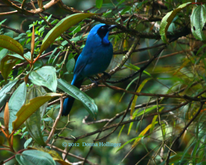 Black Collared Jay (Cyanolyca armillata)