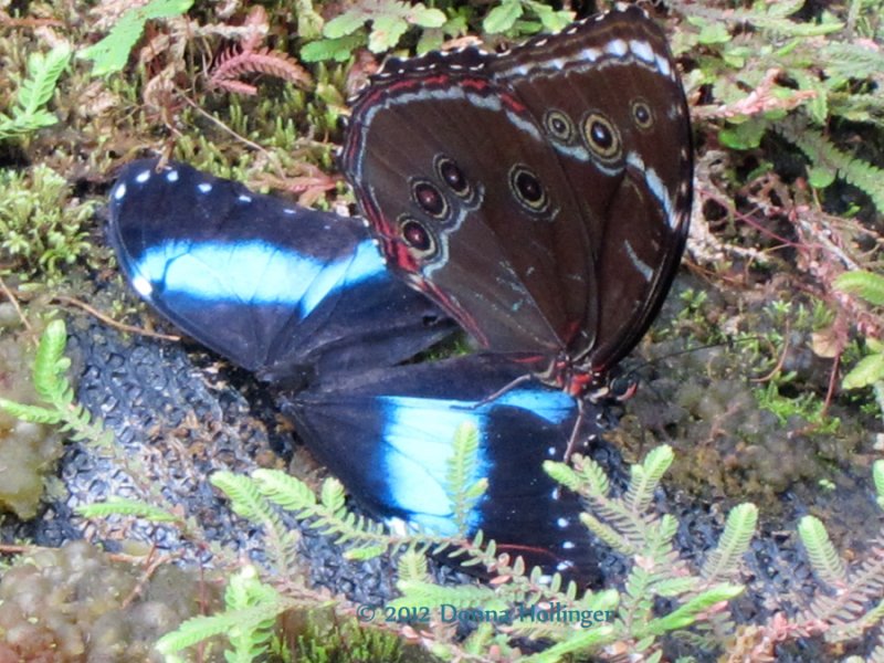 Blue Morpho open with another butterfly 