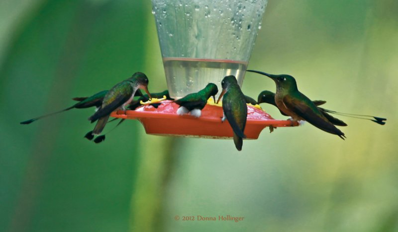 Hummingbirds:  Full House on the Feeder