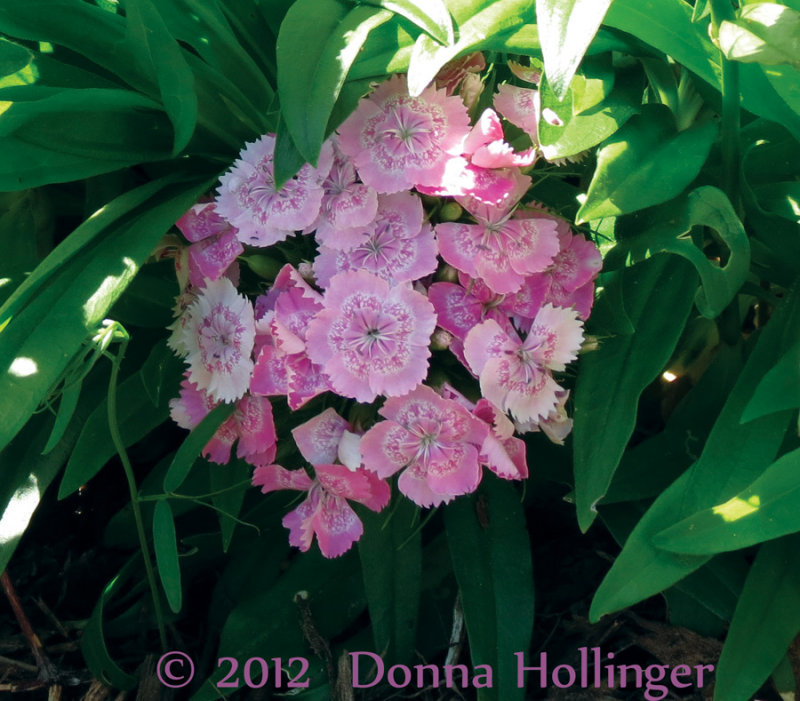 Sweet William in the Garden