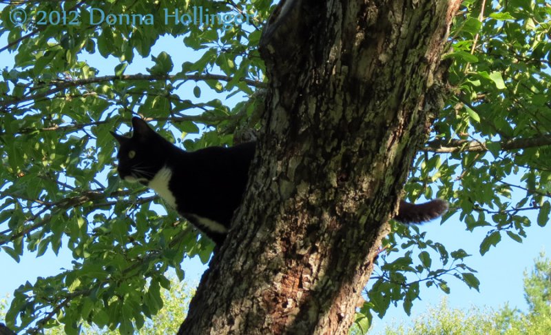 Rosie in the Apple Tree