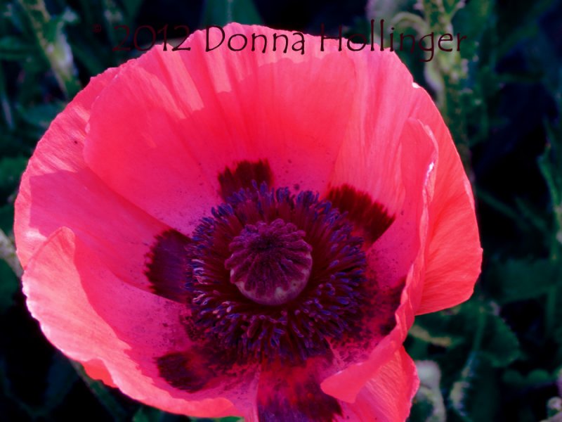 Pink Panther Poppy