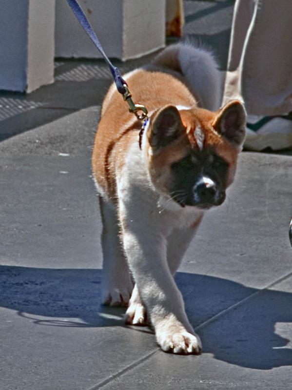 Walking this lovely Akita Pup!