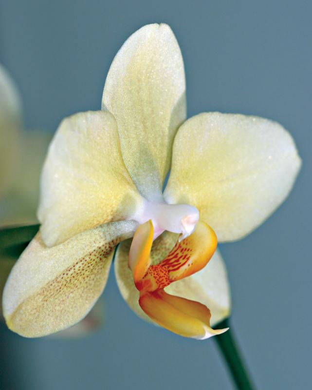 Limey orchid