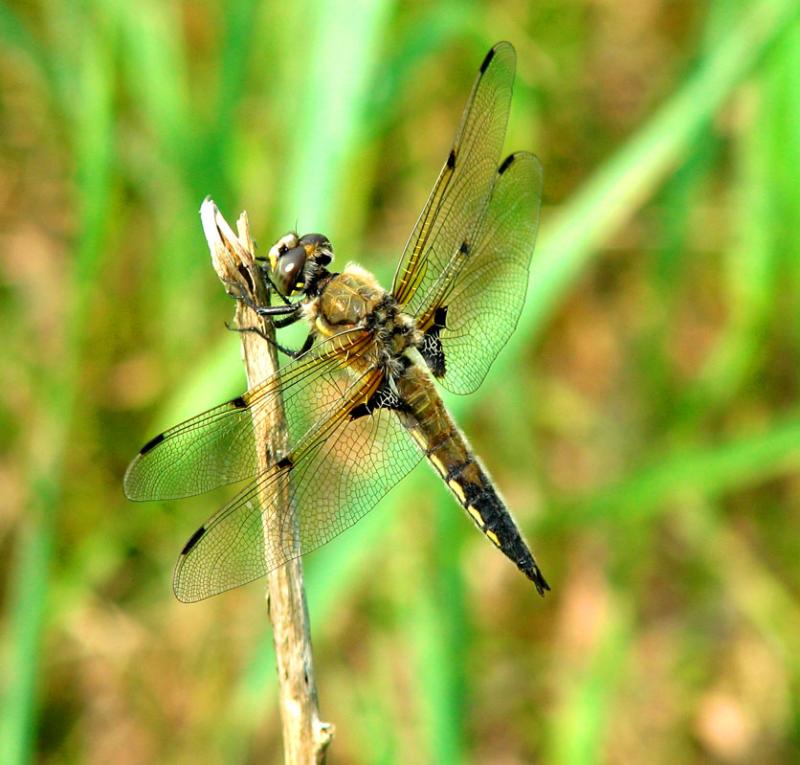 Four Spotted Skimmer