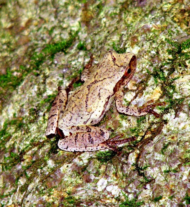 Spring Peeper