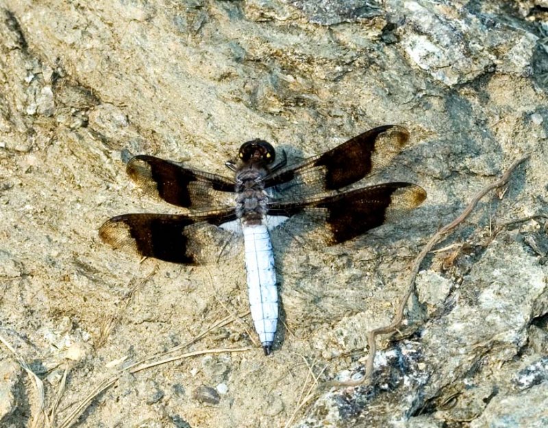 Libellula Lydia