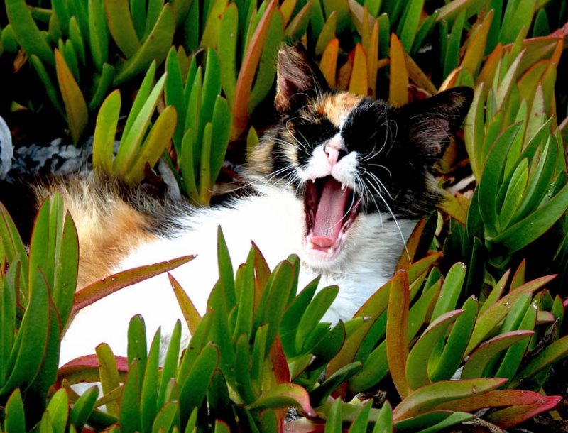 Feral cat in Cyprus