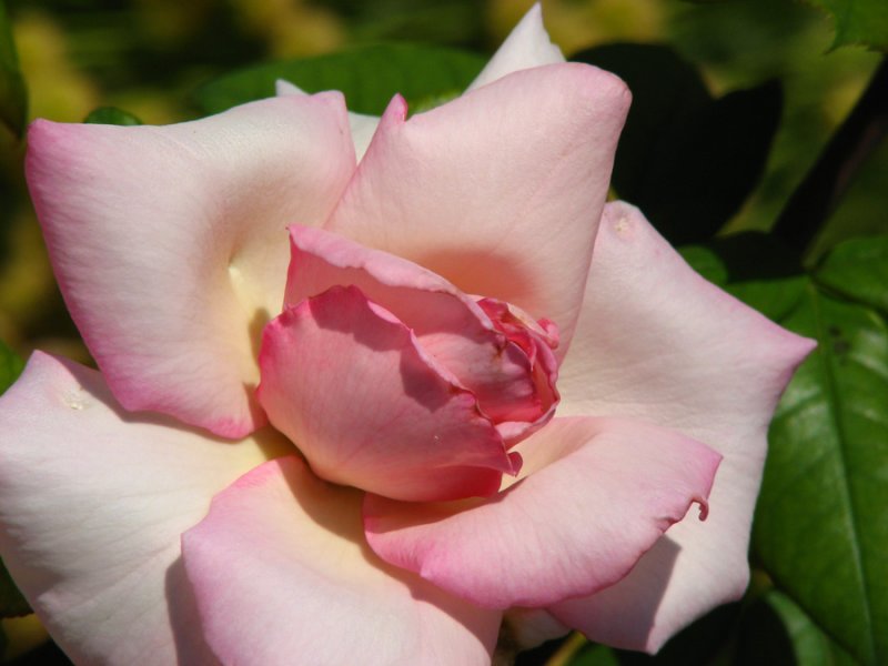 Amathus Rose