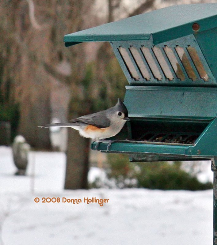 Titmouse