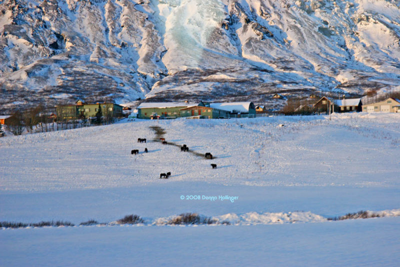 Icelandic Farm and Horses