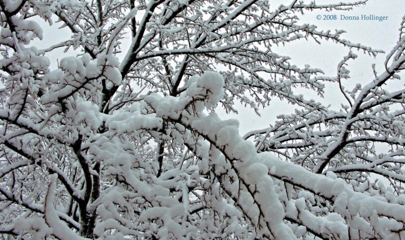 Snow like Cotton Balls