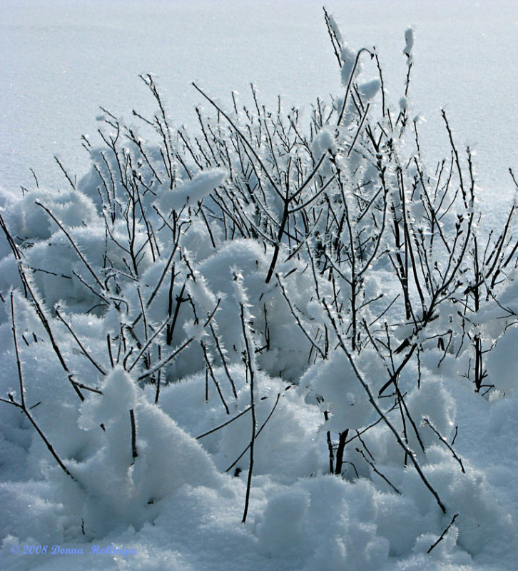 Ice Crystals Growing on the Pond