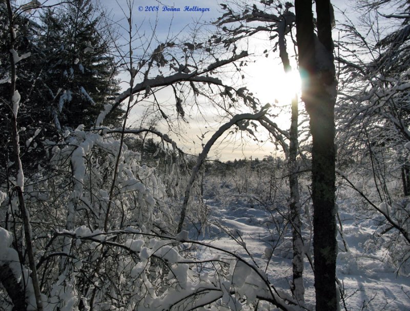 Near Puffer Pond