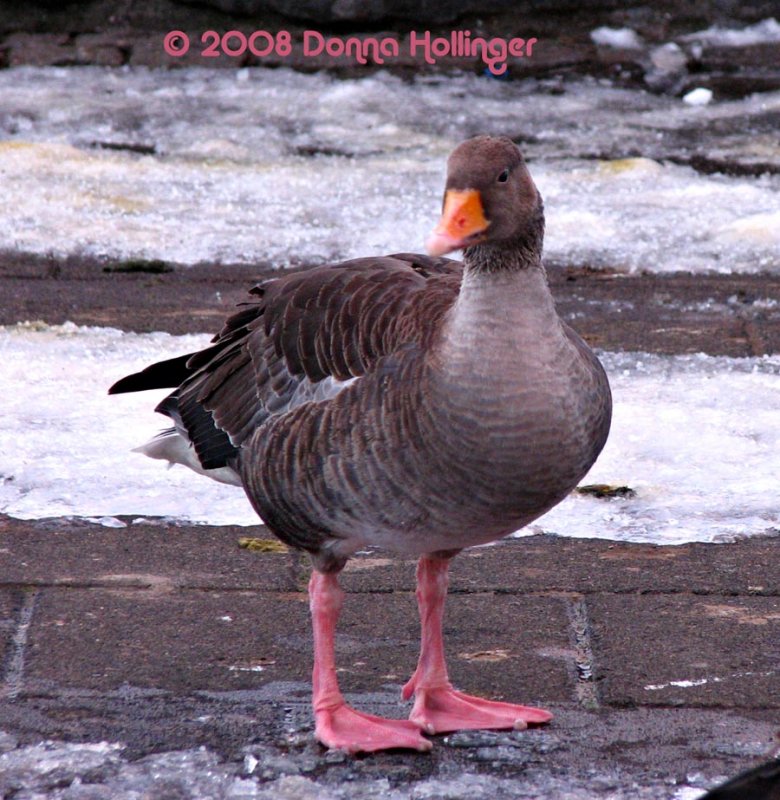 Graylag Goose (Anser anser)