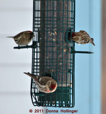 Redpolls at our House