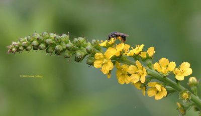 Yellow Mullein Flower with Bee