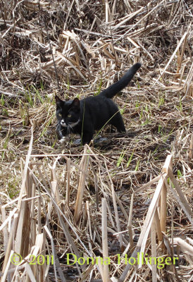 jimi jumping out of the cattails