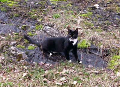 Jimi investigating the wetstone on the hill