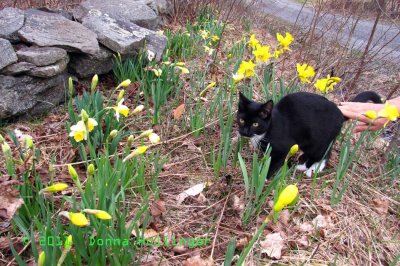 Rosie and the daffodils