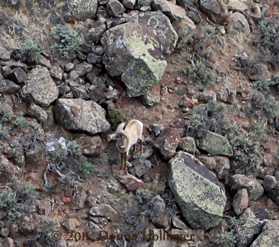 BigHorn Sheep Feeding