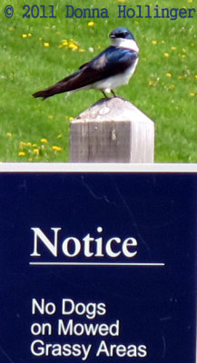 Swallow at Fresh Pond
