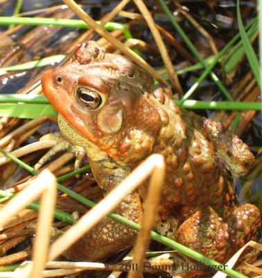 American Toad with Midges Feeding