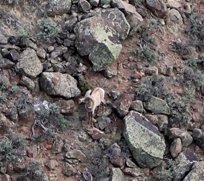 Bighorn Sheep