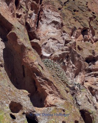Cactus Flowering on Rock