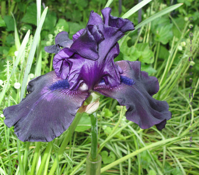 Lee's Black Iris