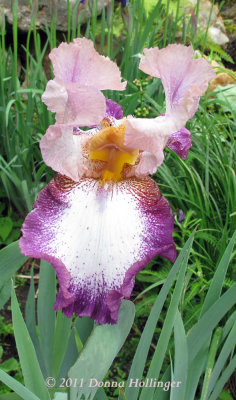 The Batik Iris in Burgundy