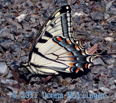 Tiger Swallowtail Butterfly