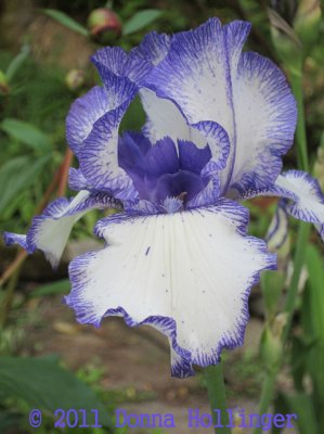 Batik Blue Iris