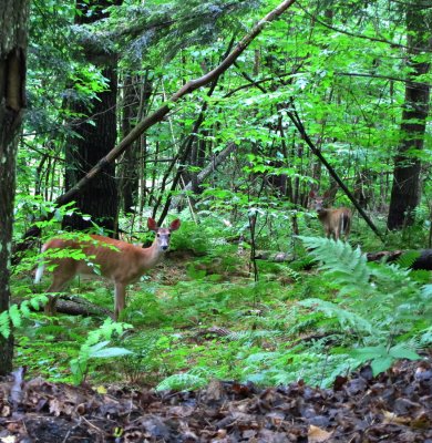 two female deer.0452.jpg