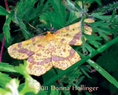 Xanthotype sospeta (geometer crocus)