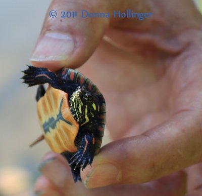 Baby Painted Turtle in Peter's Fingers