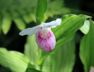 Showy Lady Slipper