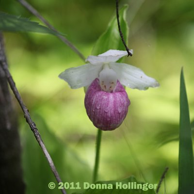 Showy Ladyslipper from Flora's Bog