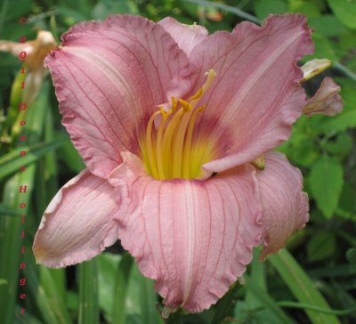 DayLily in Lee's Garden