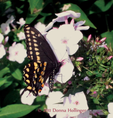 Papilio in Phlox