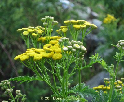 Tansy