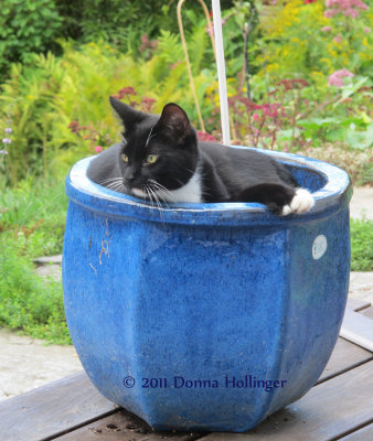 Rocky Taking Over the Planter