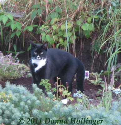 Jimi in the flower garden