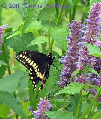 Hyssop and Swallowtail