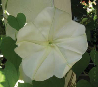 Cathys First Moonflower